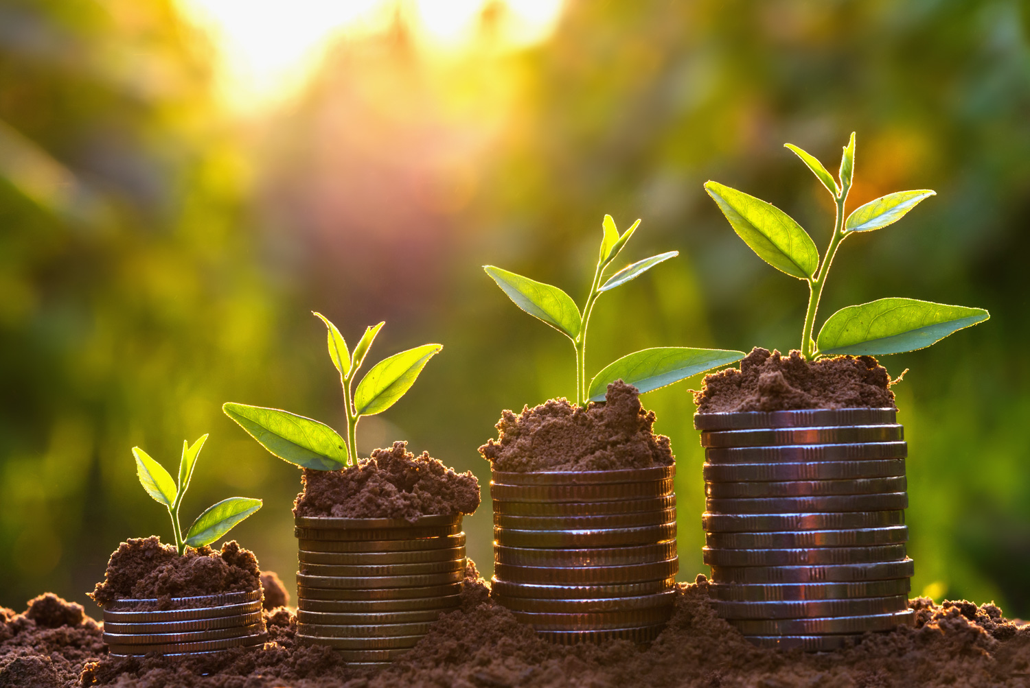 quarters laying in dirt are stacked with plants growing from them